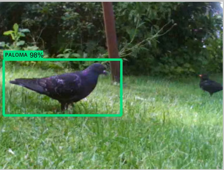 Sistema de detección de palomas